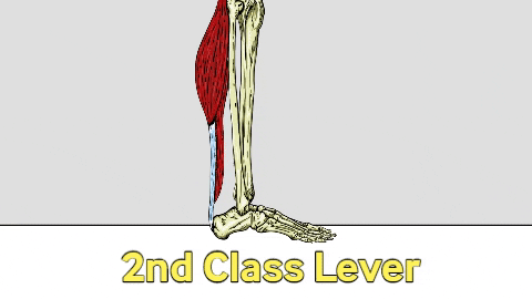 The 3 Classes of Levers – KinesiologyKris.com