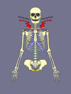 The Clavicle Bone